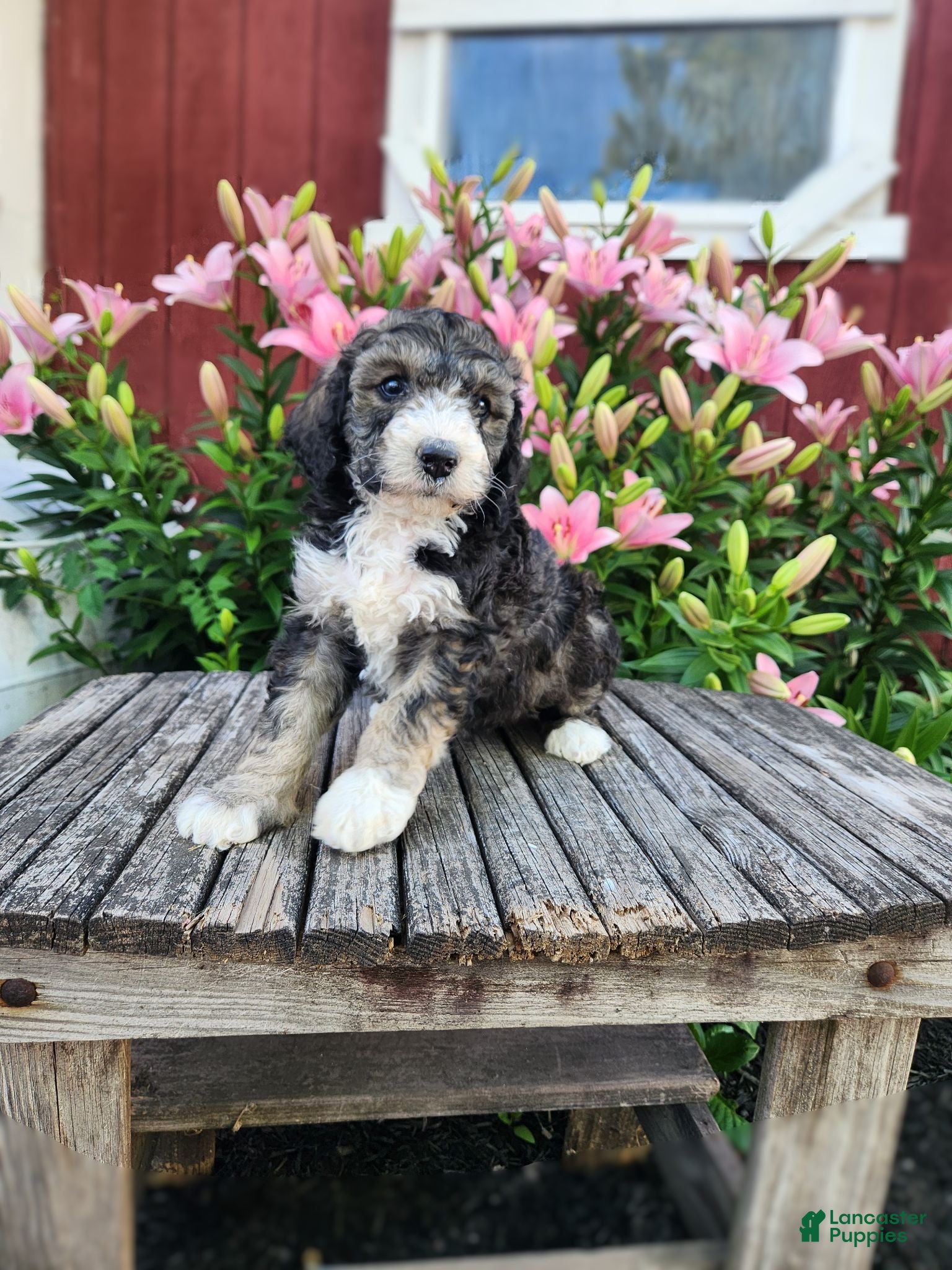 Bernedoodle dogs Chloe - Ad 1
