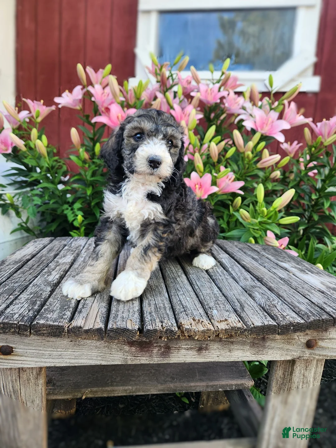 Bernedoodle dogs for sale: Chloe - Ad 1