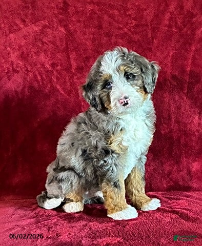 Mini Bernedoodle dogs for sale: Champ - Ad 5
