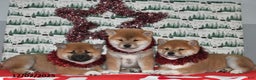 Shiba Inu dogs for sale: Liko - Ad 3