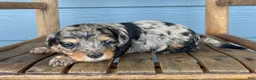 Cavapoo dogs for sale: Sketch - Ad 3