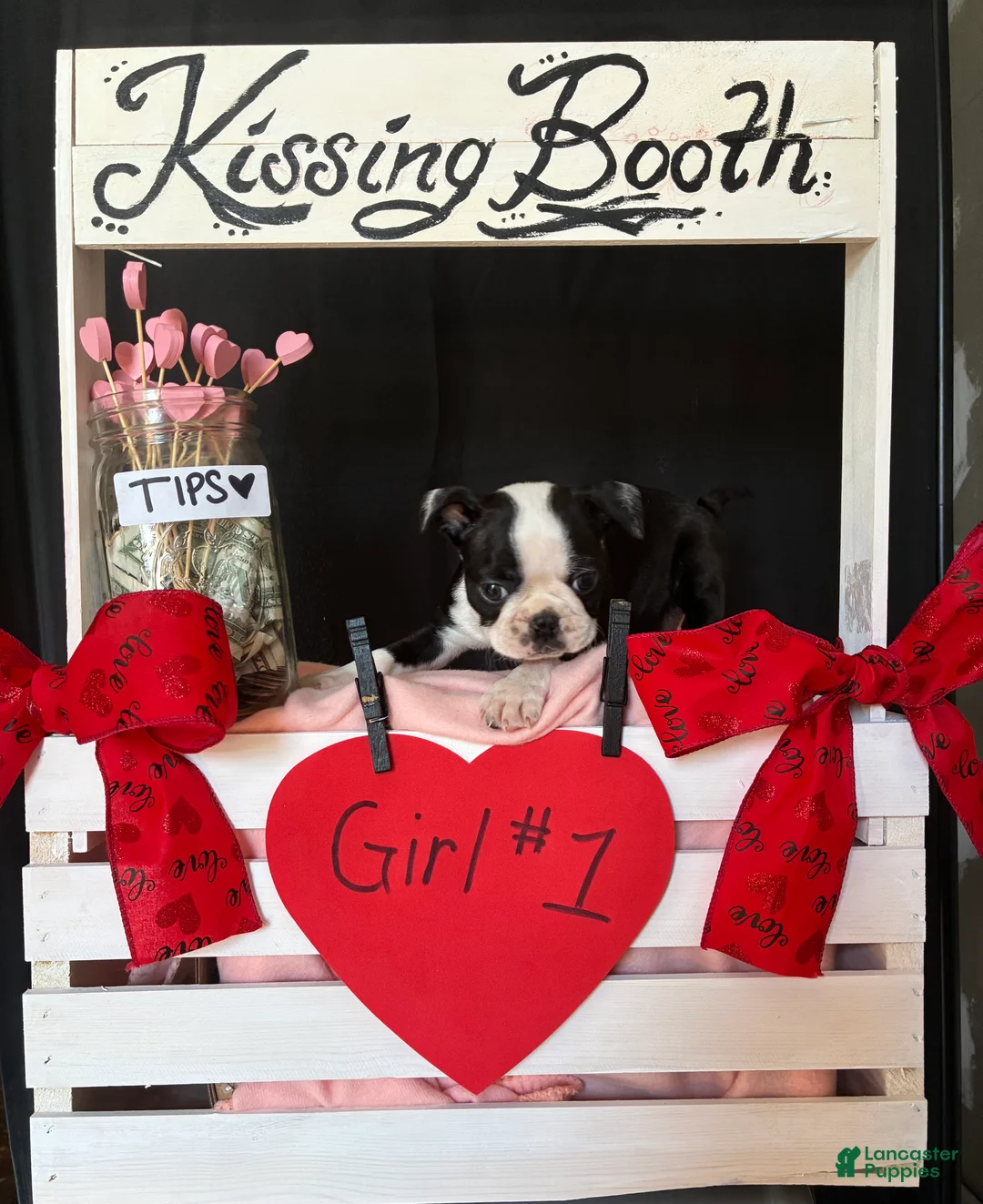 Boston Terrier dogs for sale: Boston Terrier Puppy 3 - Ad 7