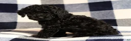 Miniature Poodle dogs for sale: Chip - Ad 6