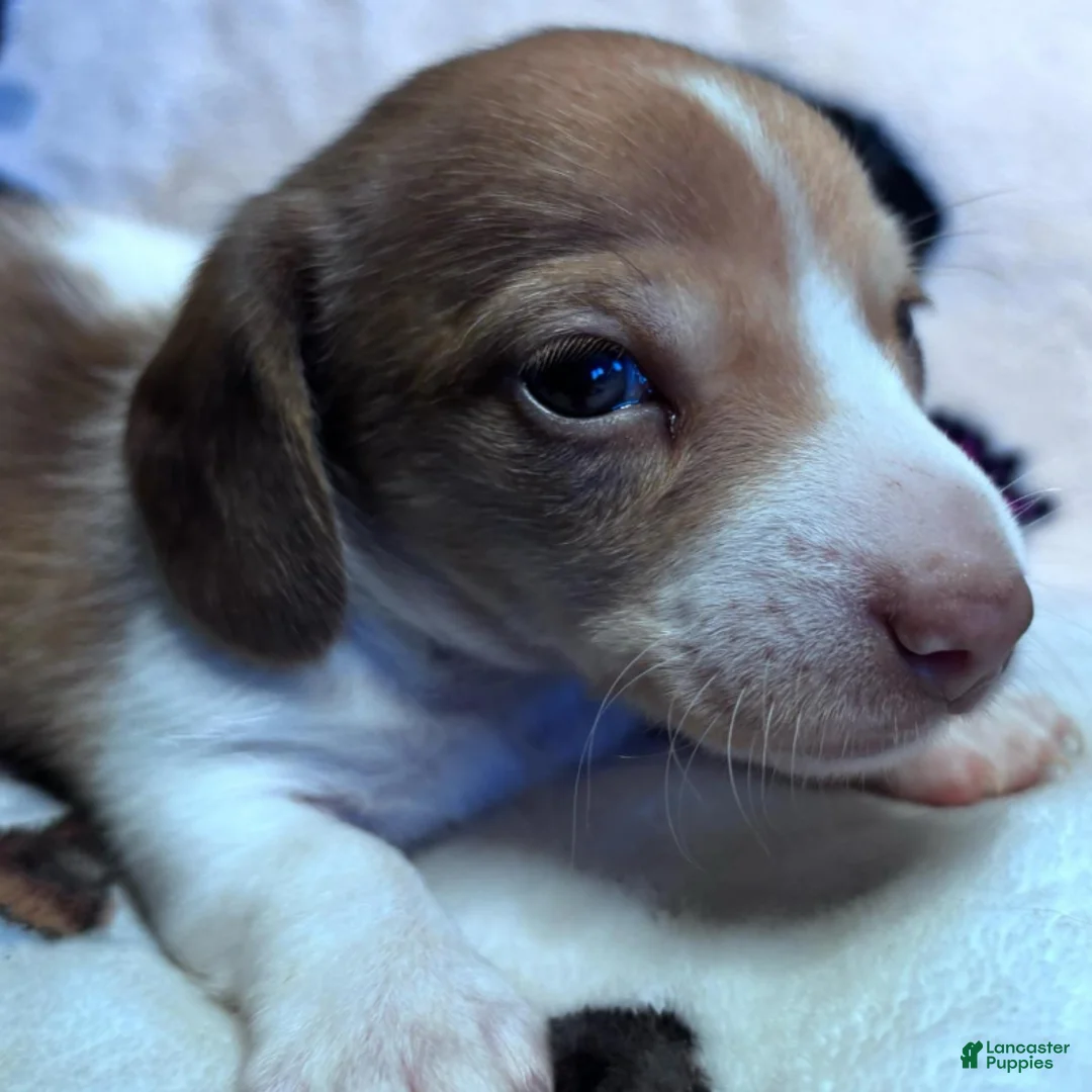 Dachshund dogs for sale: Eli-(Wire Coat) - Ad 2