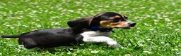 Beagle dogs for sale: Valen - Ad 6