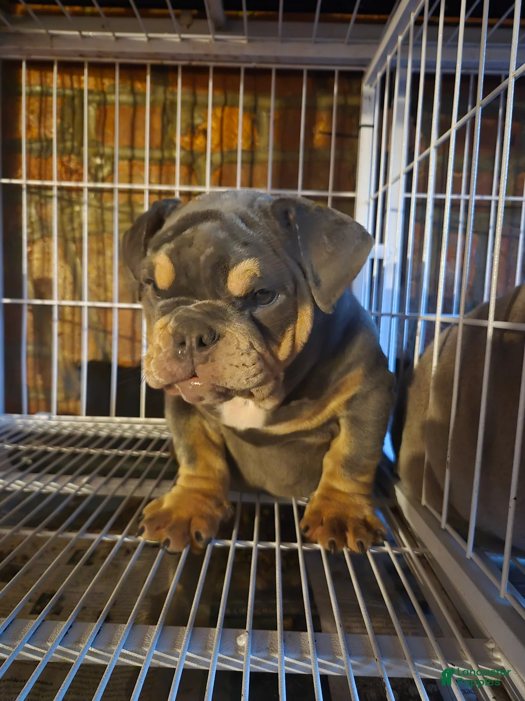 English Bulldog dogs for sale: English Bulldog Puppy 2 - Ad 2