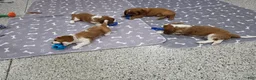 Cavalier King Charles Spaniel dogs for sale: Cavalier King Charles Spaniel 3 - Ad 3