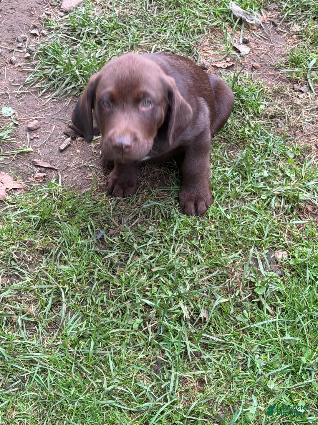 Labrador Retriever dogs for sale: Gray collar  - Ad 2
