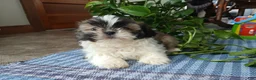 Shih Tzu dogs for sale: Rocco - Ad 2