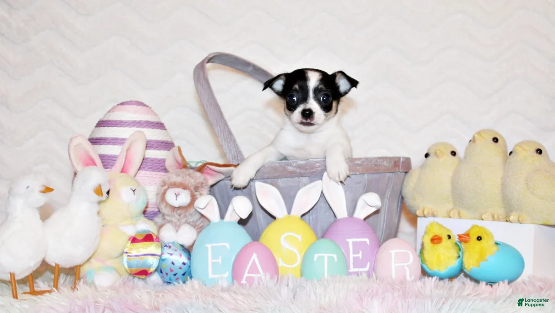 Chihuahua dogs for sale: Reuben - Ad 2