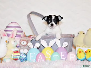 Chihuahua dogs Reuben - Ad 12