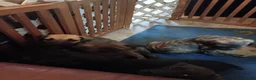 Cane Corso dogs for sale: Cane Corso Puppy 1 - Ad 14