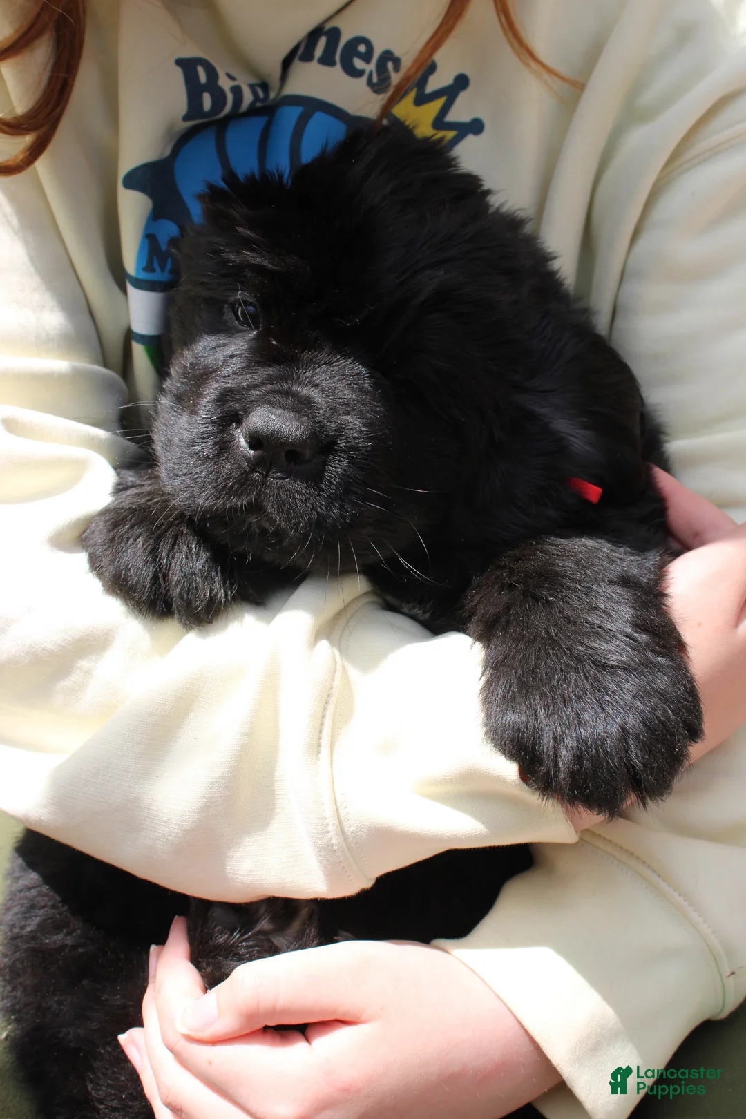 Newfoundland dogs for sale: LadyBug - Ad 1