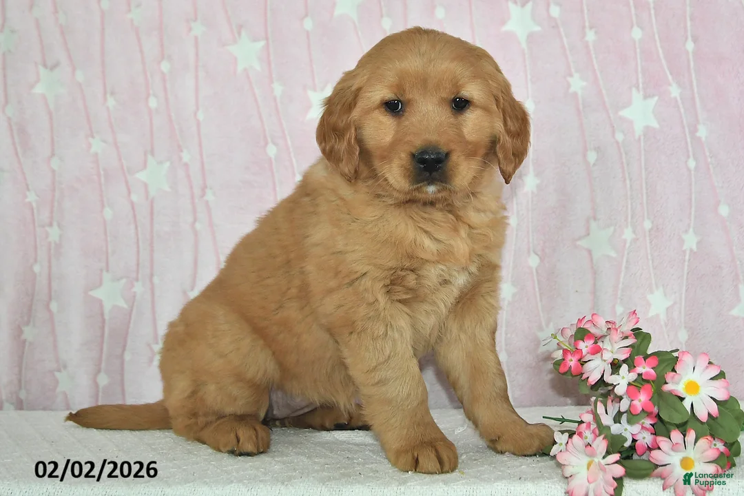 Golden Retriever dogs for sale: Skye - Ad 1
