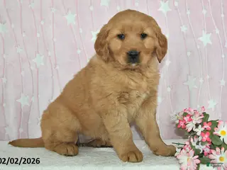 Golden Retriever dogs Skye - Ad 24