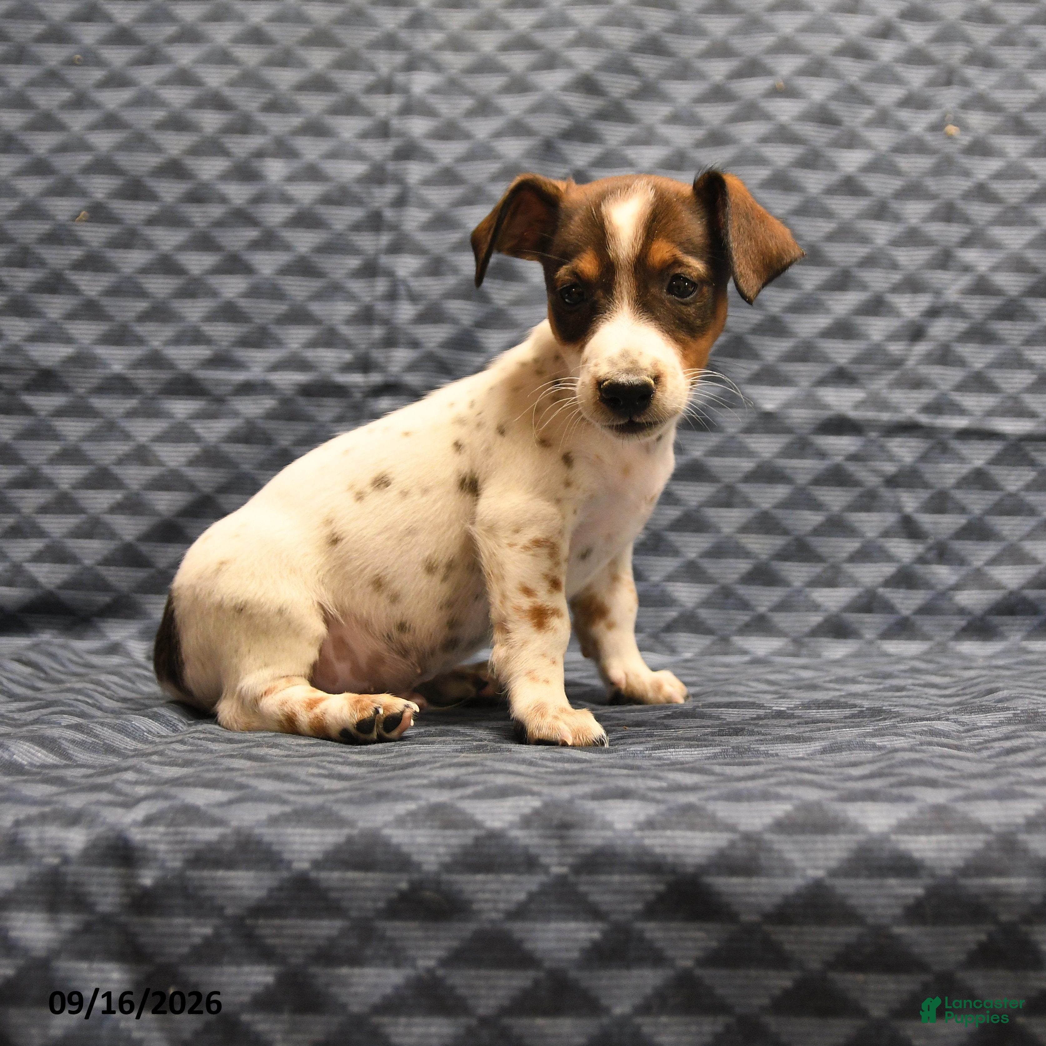 Jack Russell Terrier dogs Lester - Ad 1
