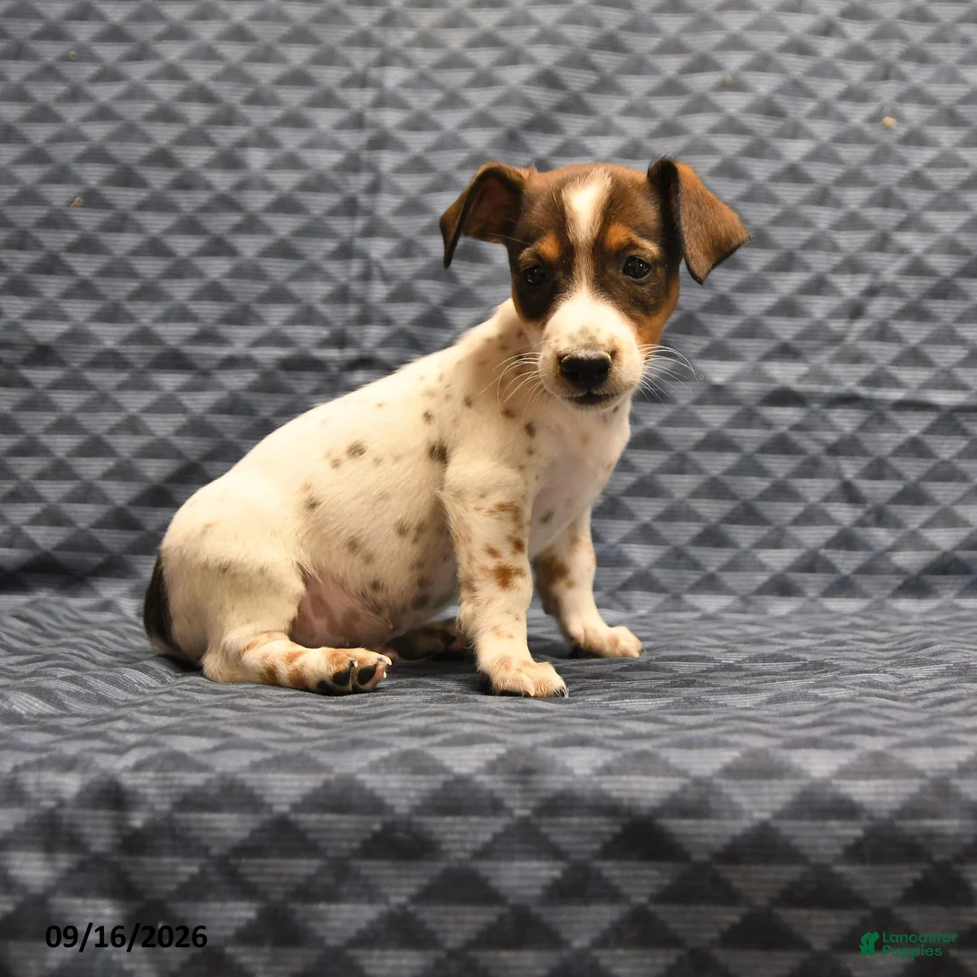 Jack Russell Terrier dogs for sale: Lester - Ad 1