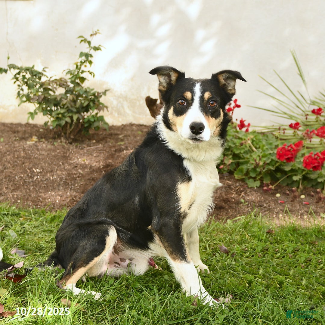 Border Collie dogs for sale: Rocky - Ad 2