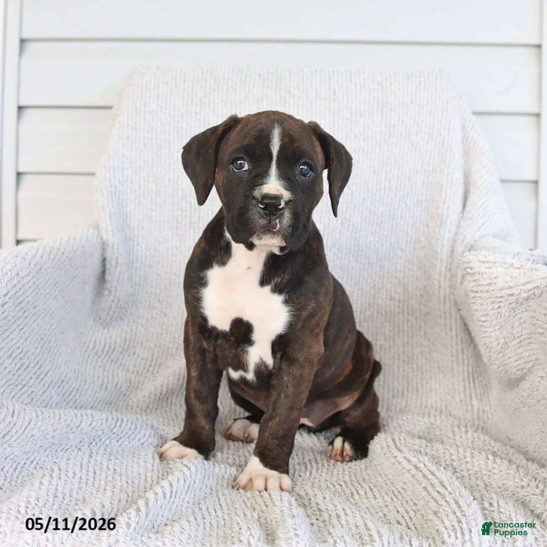 Boxer dogs for sale: Raven - Ad 1