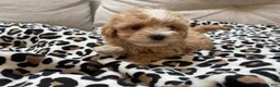 Maltipoo dogs for sale: Chip - Ad 8