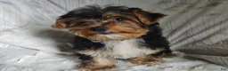 Yorkshire Terrier dogs for sale: Freddiola - Ad 3