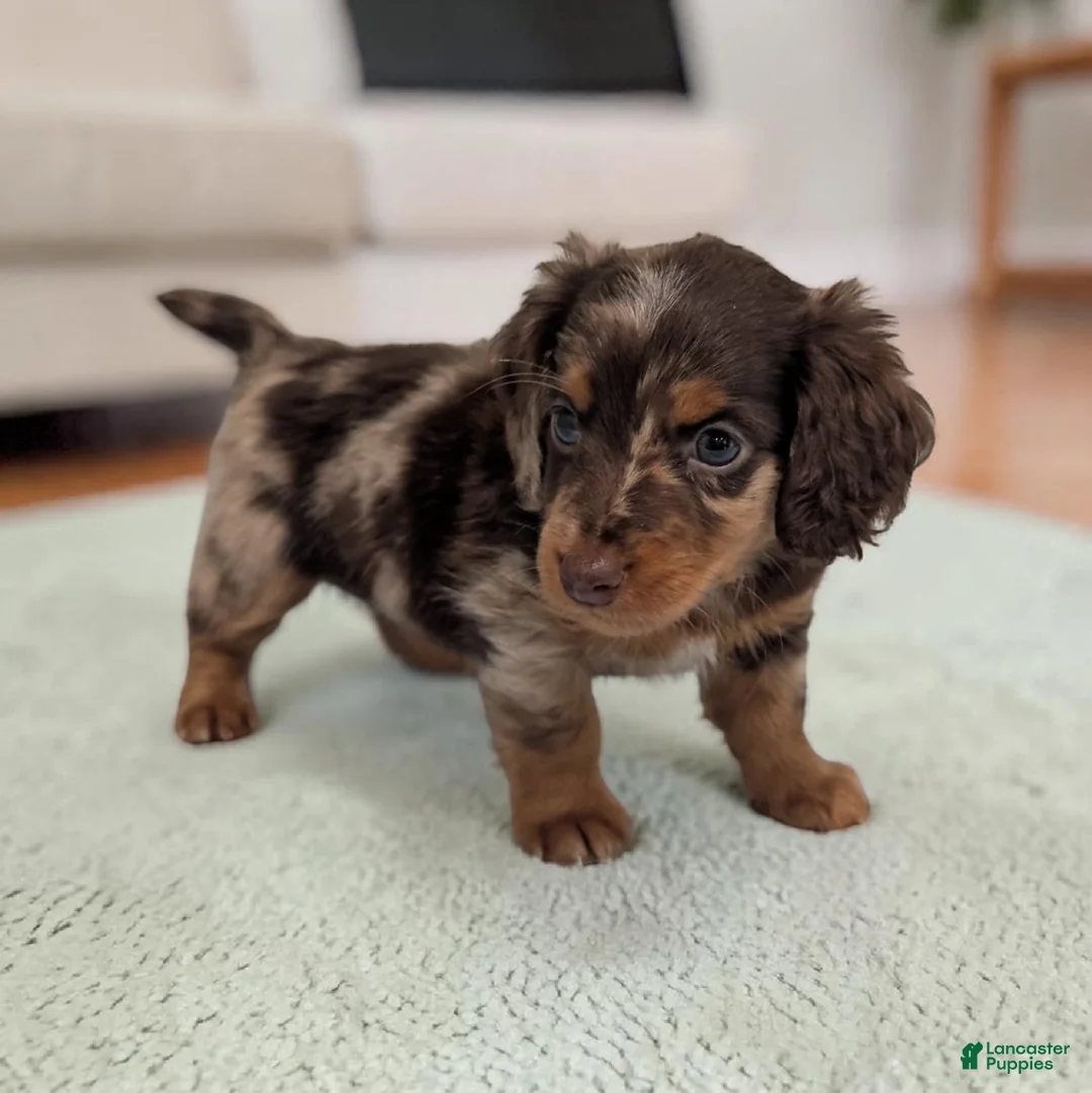 Miniature Dachshund dogs for sale: Logan - Ad 2