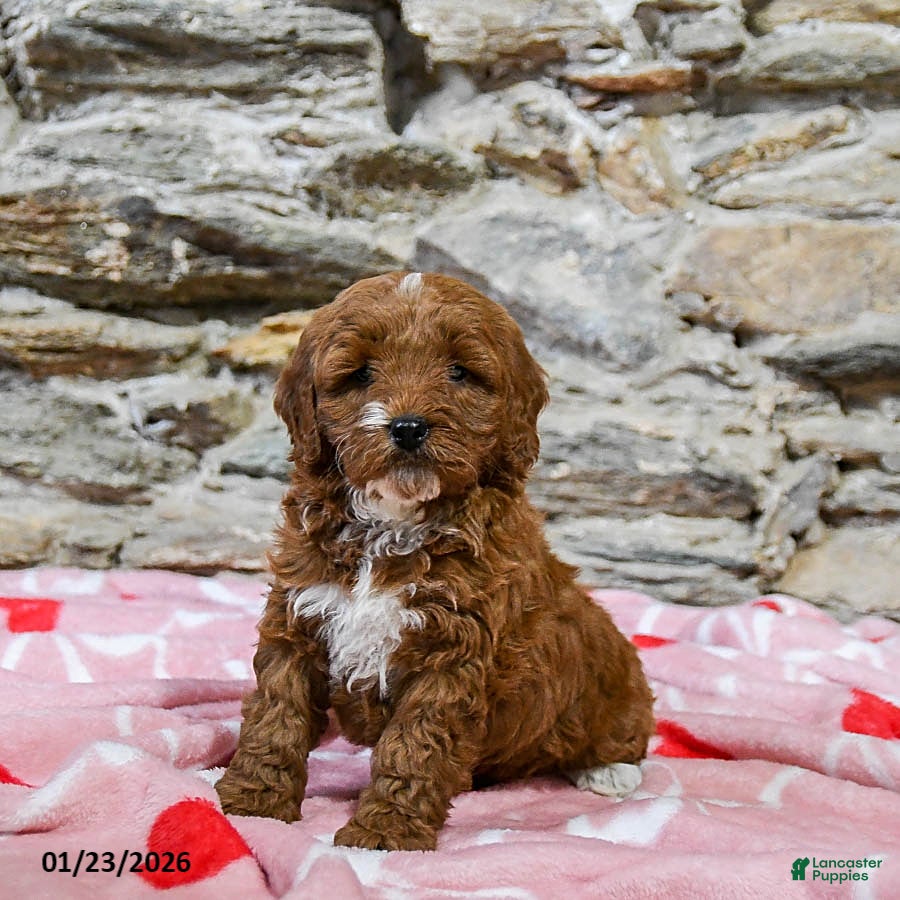 Mini Goldendoodle dogs Cody - Ad 5