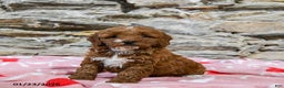 Mini Goldendoodle dogs for sale: Cody - Ad 1