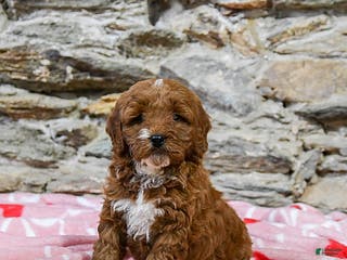 Mini Goldendoodle dogs Cody - Ad 5