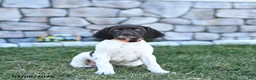 German Shorthaired Pointer dogs for sale: Opal - Ad 3