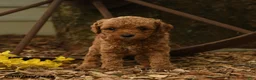 Goldendoodle dogs for sale: Honey - Ad 2
