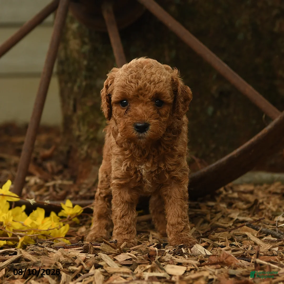 Goldendoodle dogs for sale: Honey - Ad 2