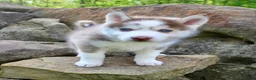 Pomsky dogs for sale: Rover - Ad 4