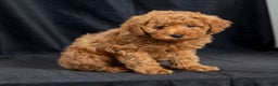Mini Goldendoodle dogs for sale: Nelly - Ad 3