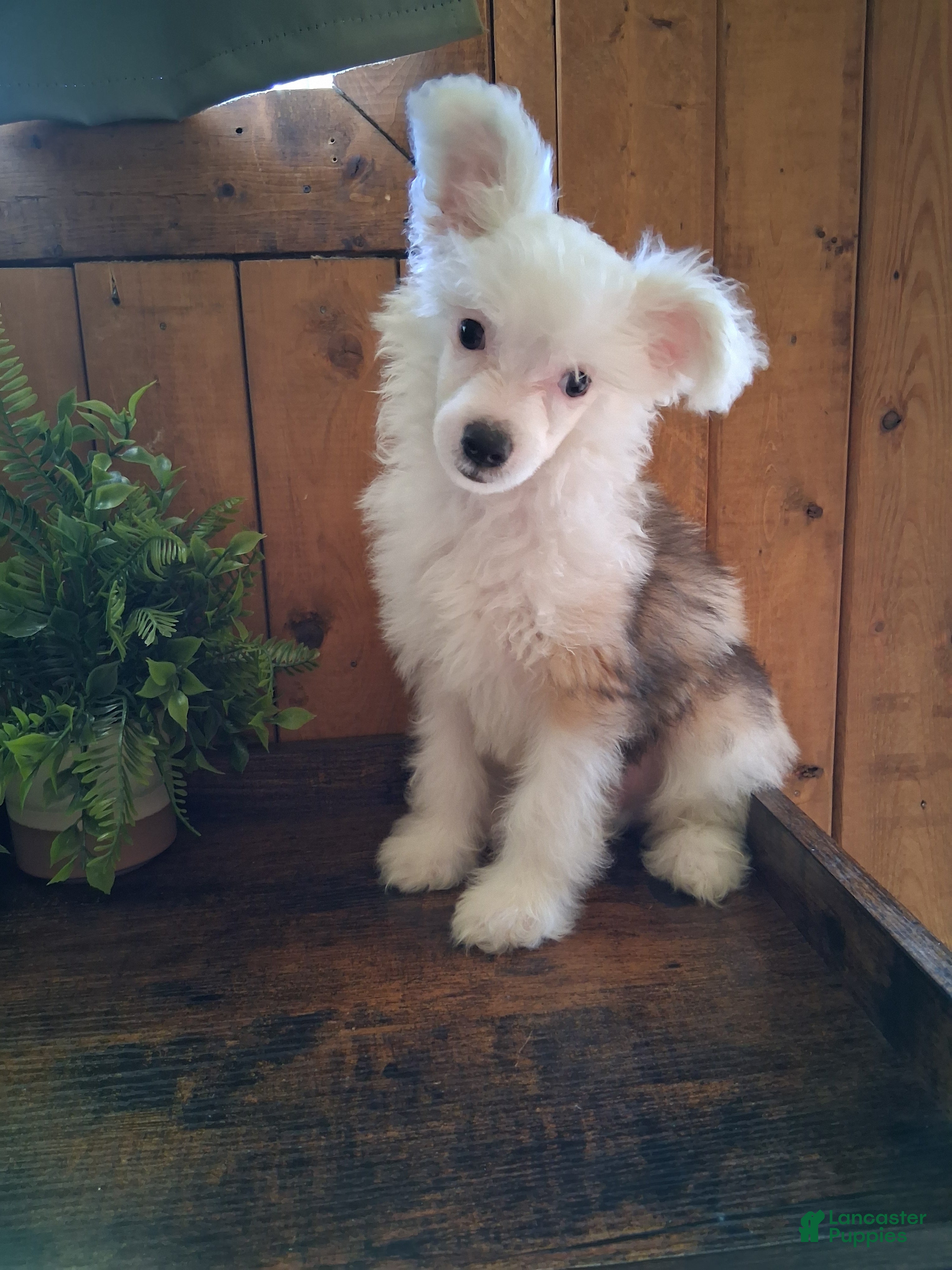 Chinese Crested dogs Chinese Crested 1 - Ad 1