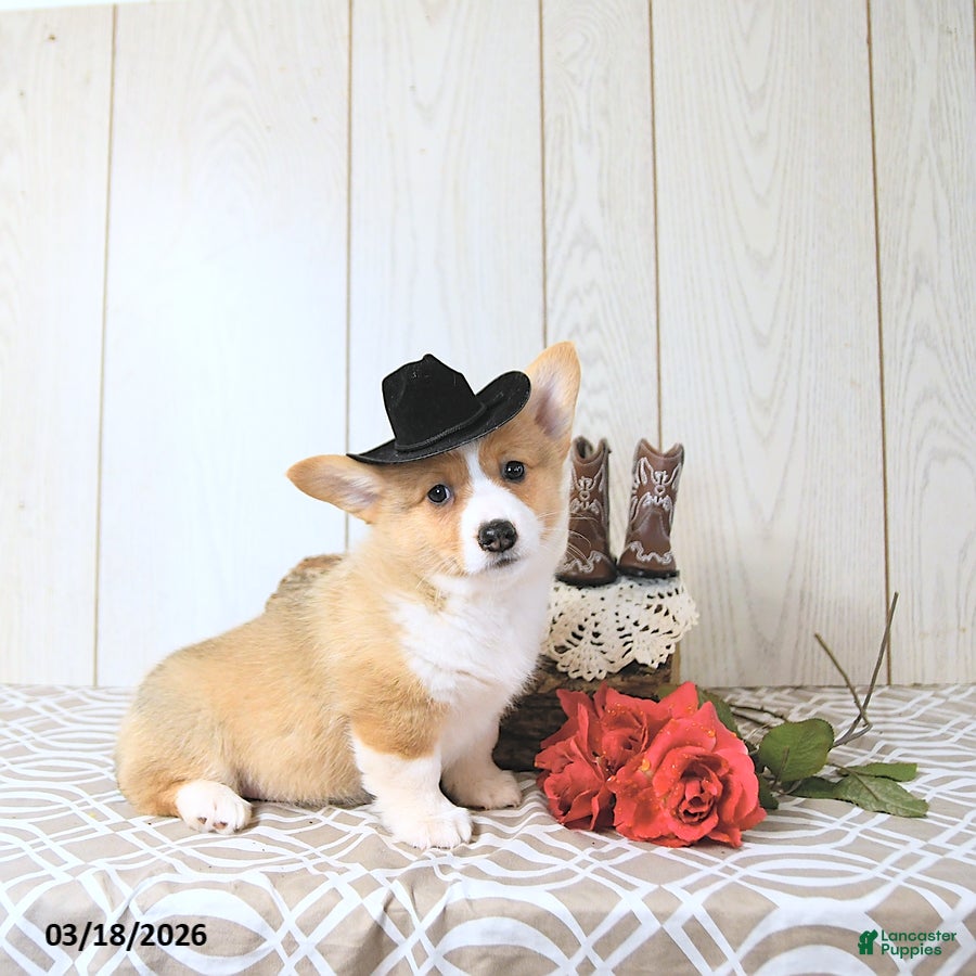Welsh Corgi Pembroke dogs Kelly - Ad 2
