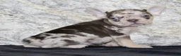 French Bulldog dogs for sale: Titan - Ad 3