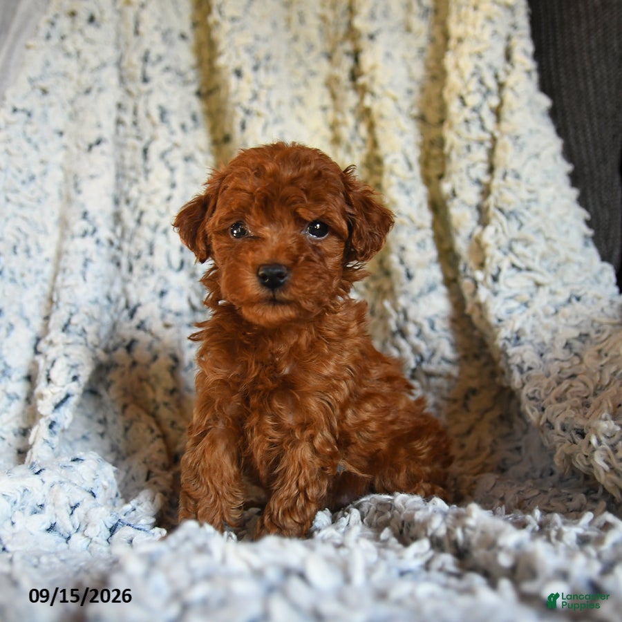 Toy Poodle dogs Twix - Ad 1