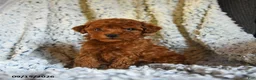 Toy Poodle dogs for sale: Twix - Ad 5
