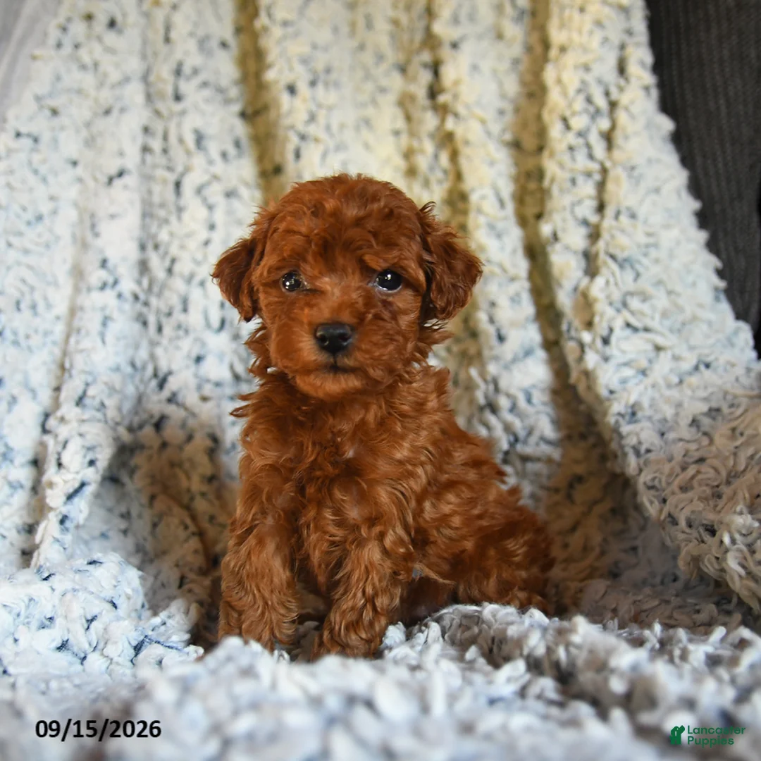 Toy Poodle dogs for sale: Twix - Ad 5