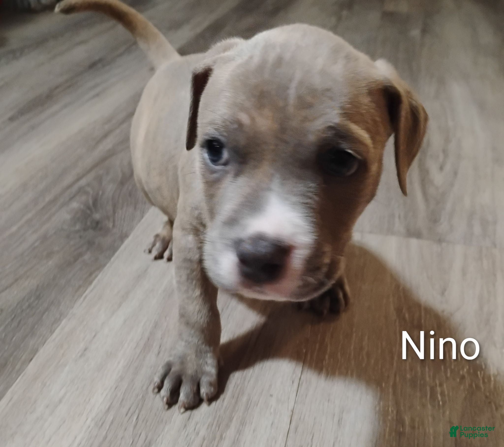 American Pit Bull Terrier dogs American Pit Bull Terrier 2 - Ad 14