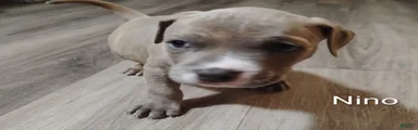 American Pit Bull Terrier 2