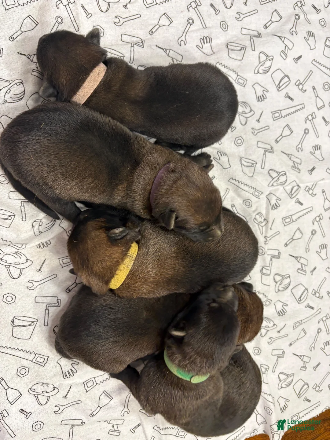 Belgian Malinois dogs for sale: Birch (gray) - Ad 6