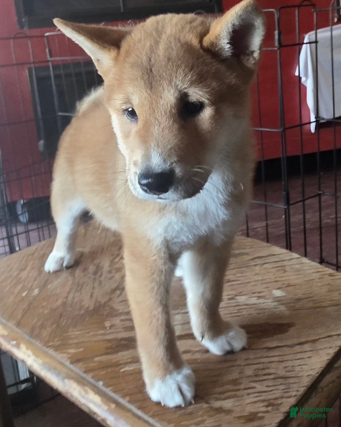Shiba Inu dogs Shiba Inu Puppy 1 - Ad 2