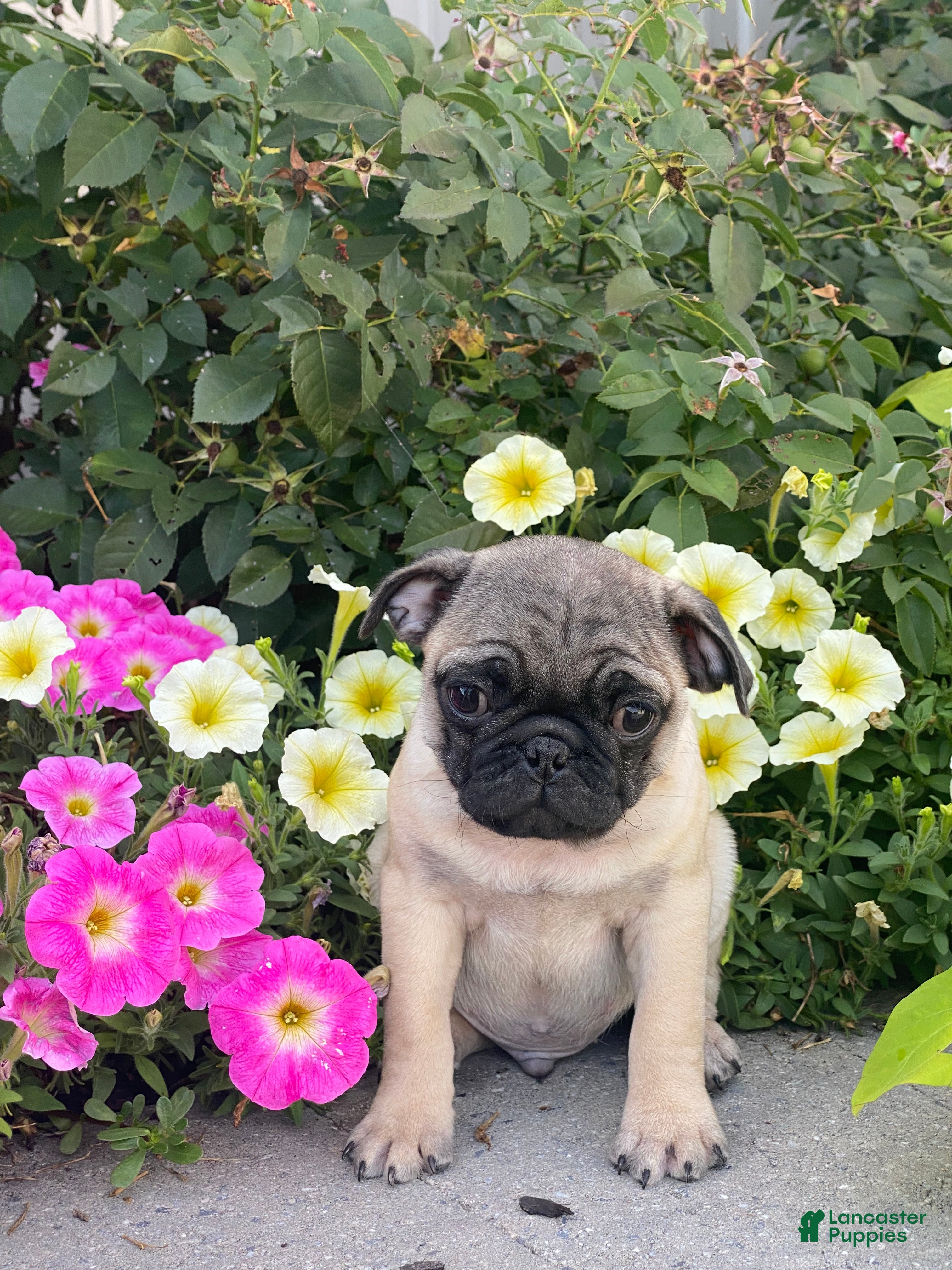 Pug dogs Porky - Ad 20