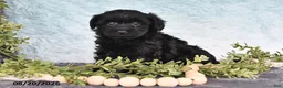 Havapoo dogs for sale: Glimmer - Ad 2