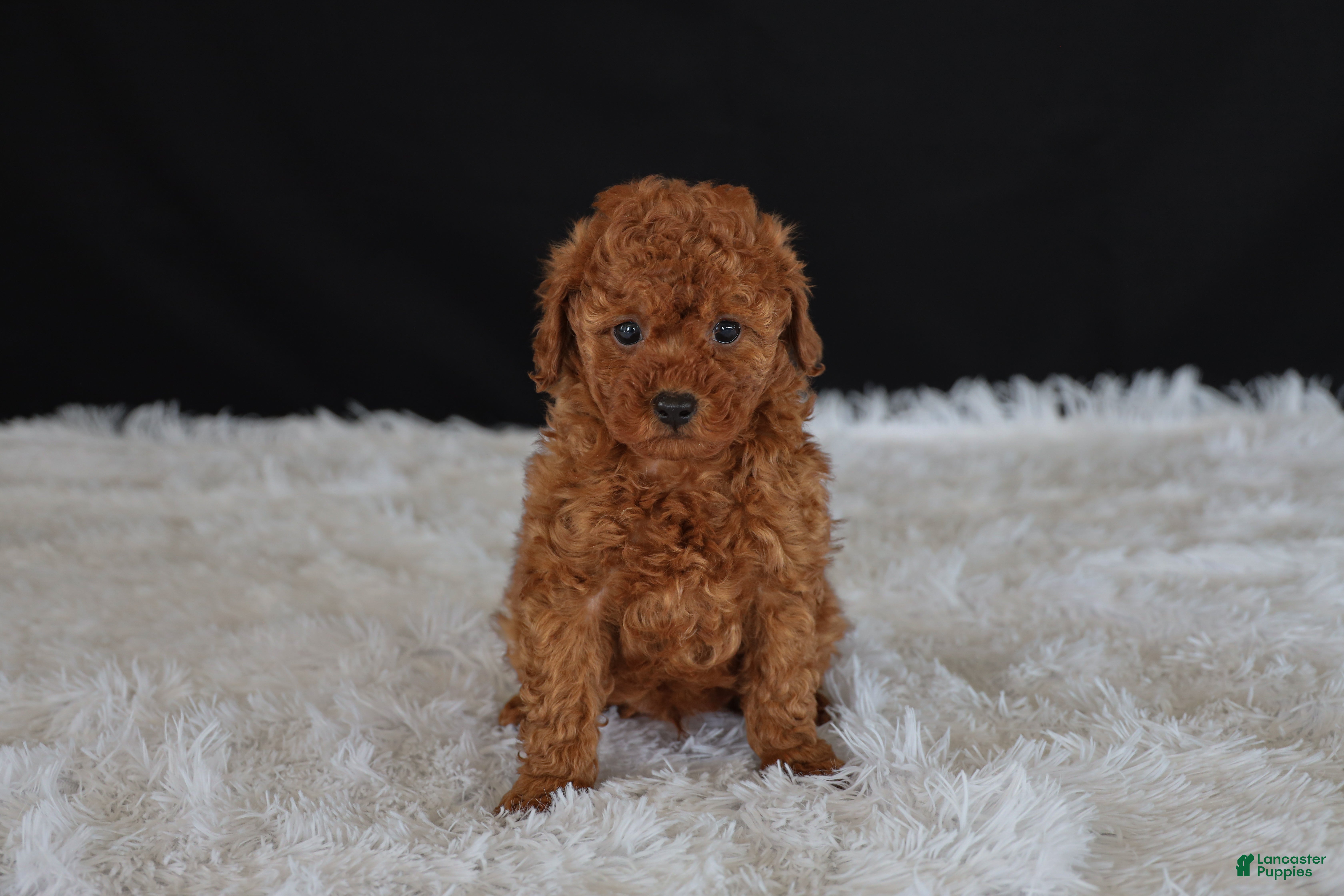 Toy Poodle dogs Milo - Ad 1