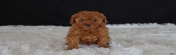 Toy Poodle dogs for sale: Milo - Ad 1