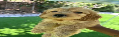 Maltipoo 2
