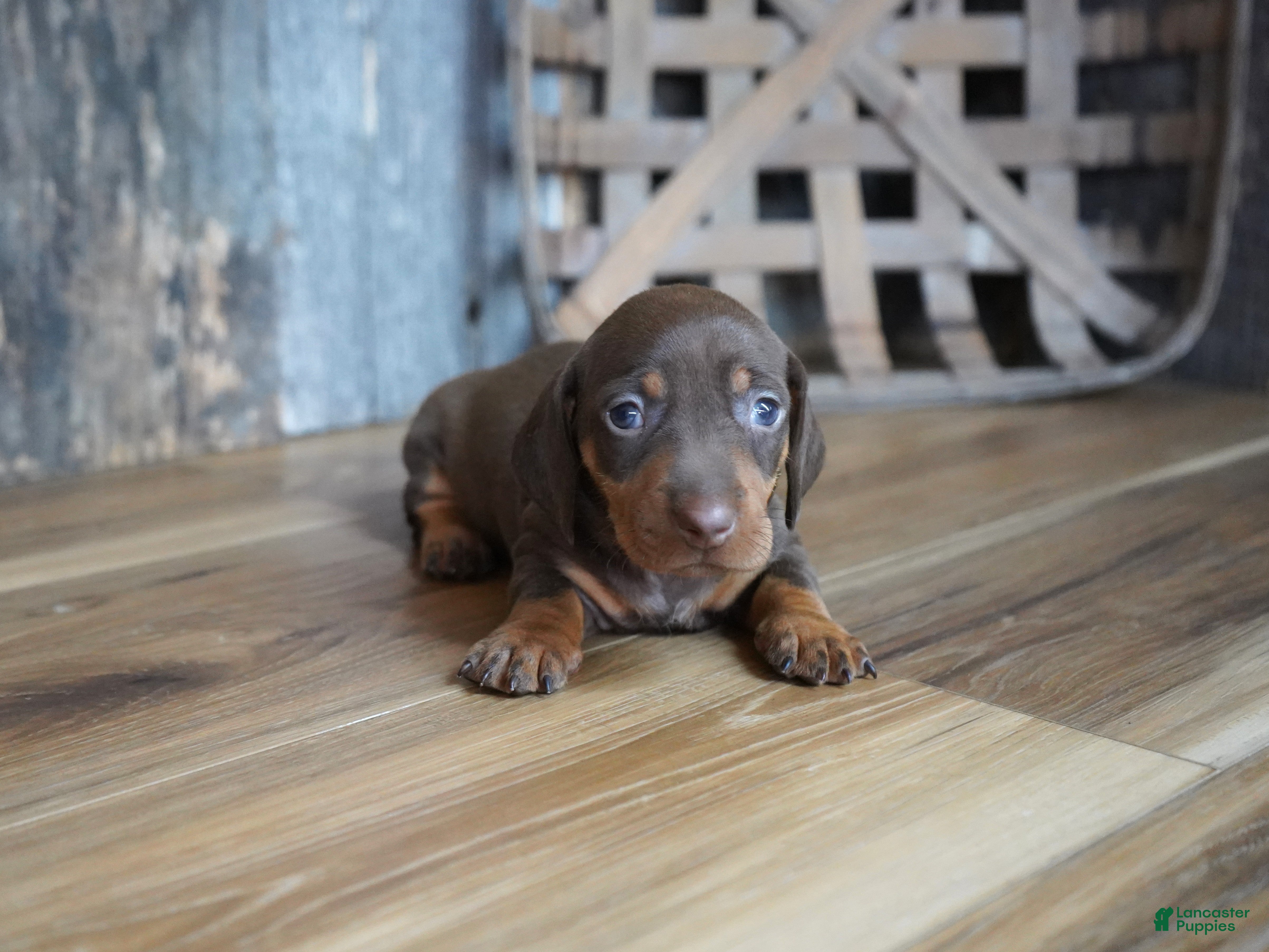Miniature Dachshund dogs Griff - Ad 2